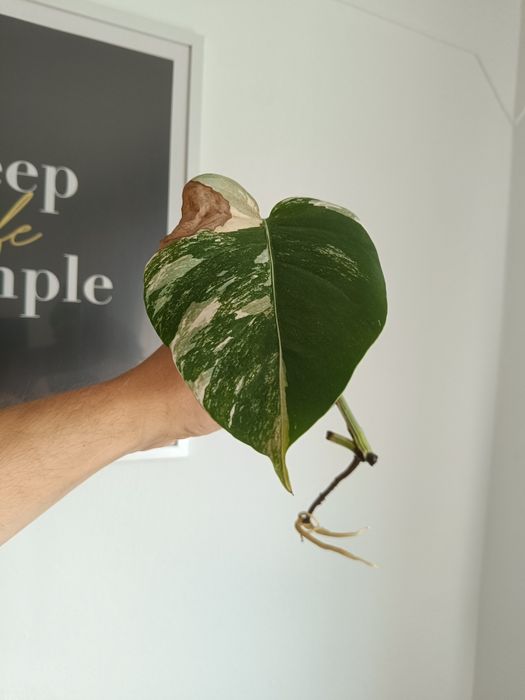Monstera Variegata