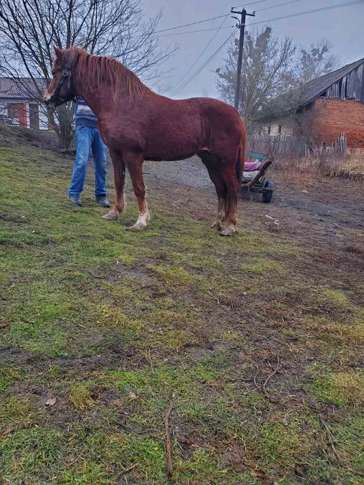 Продається кобила!