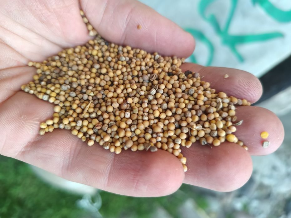 Pszenżyto ozime Aveo owies mieszanka