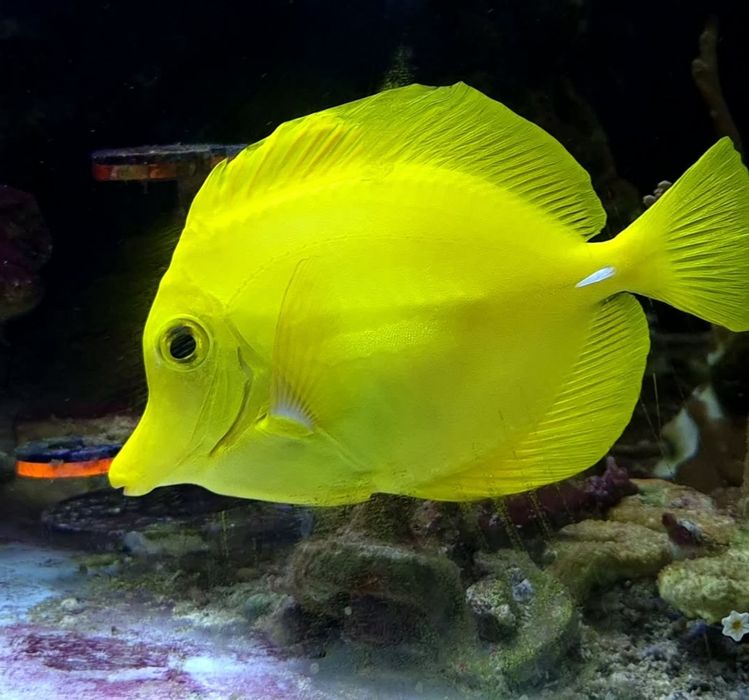 Akwarium morskie - Zebrasoma Flavescens XL