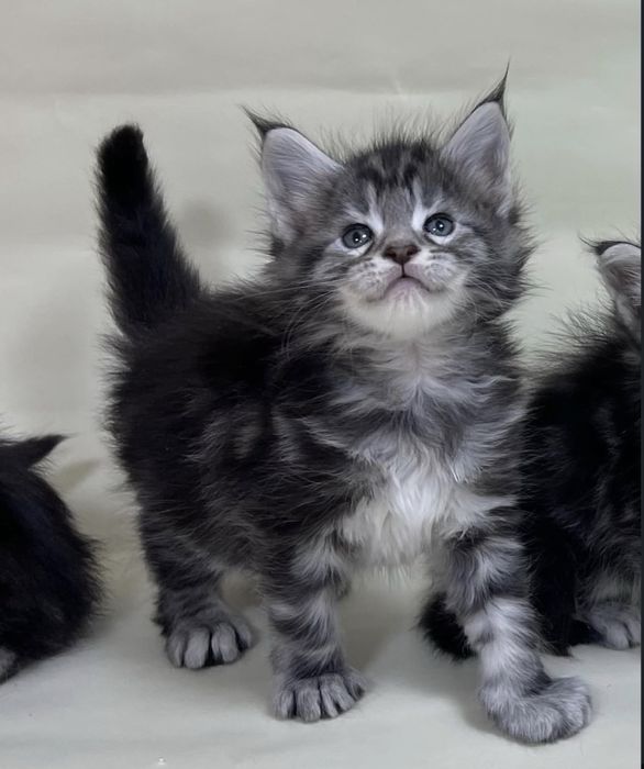 Котята мейн-куна метисы