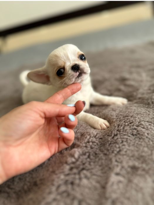 Chihuahua macho mini