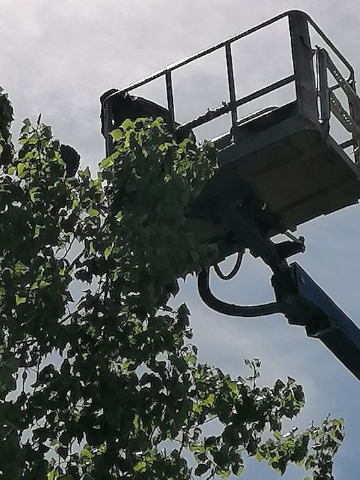 WYCINKA i pielęgnacja drzew, krzewów