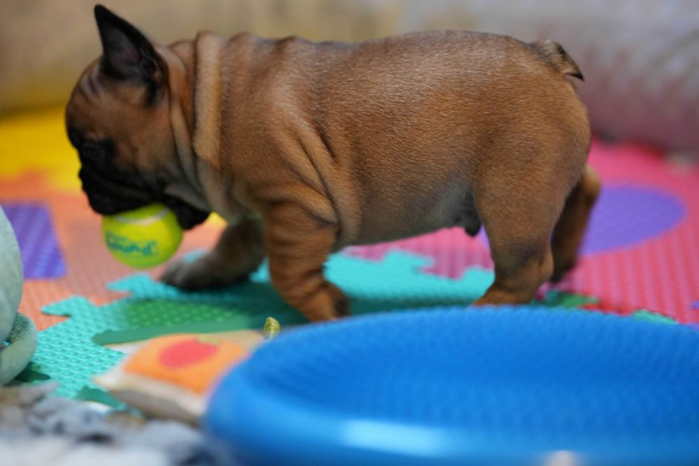 Buldog francuski ZKWP/FCI piesek po championach