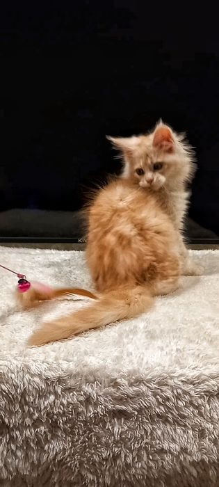 Рыжий муркотливий мейн-кун хлопчик,