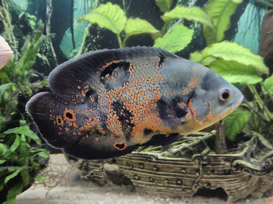 Pawiooka Red Tiger