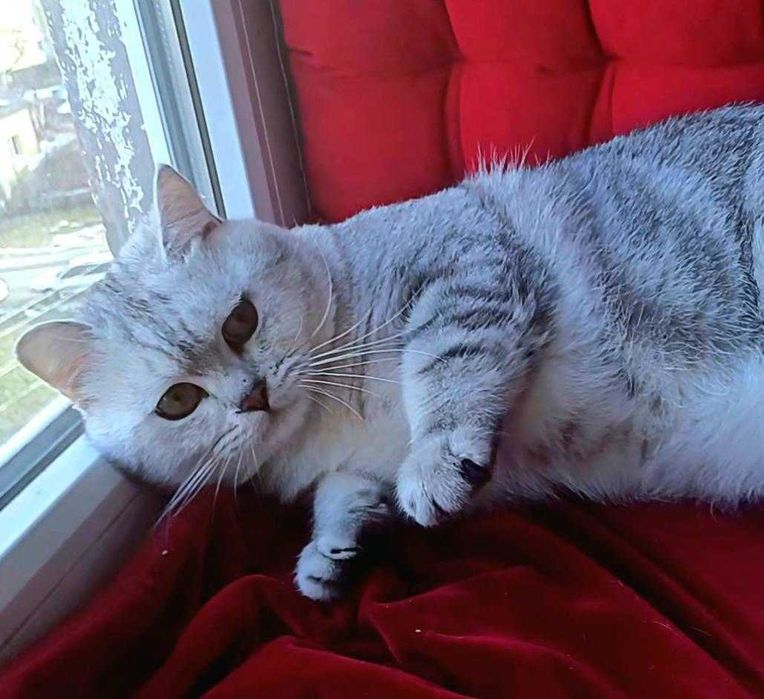 Шотландці чистокровні 10 місяців