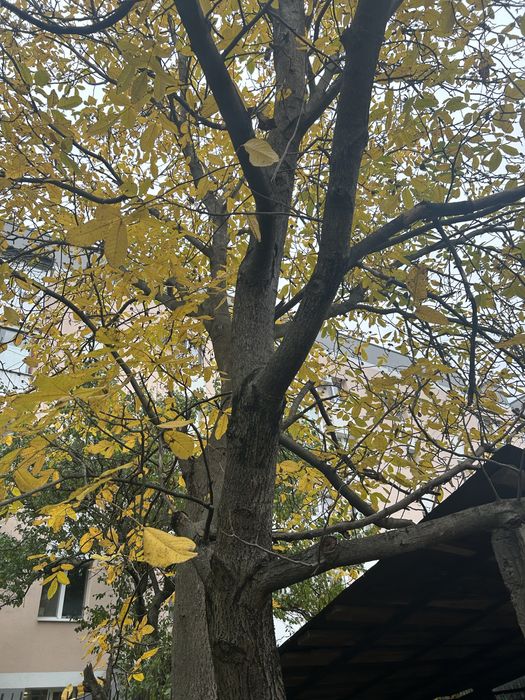 Віддам дерево горіха на зріз