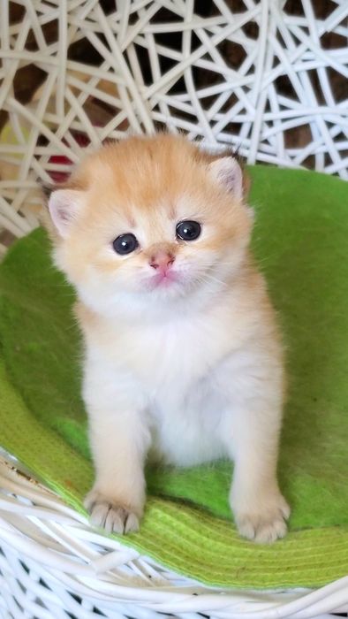 Ручные и добрые котята,  малыши золотая шиншилла