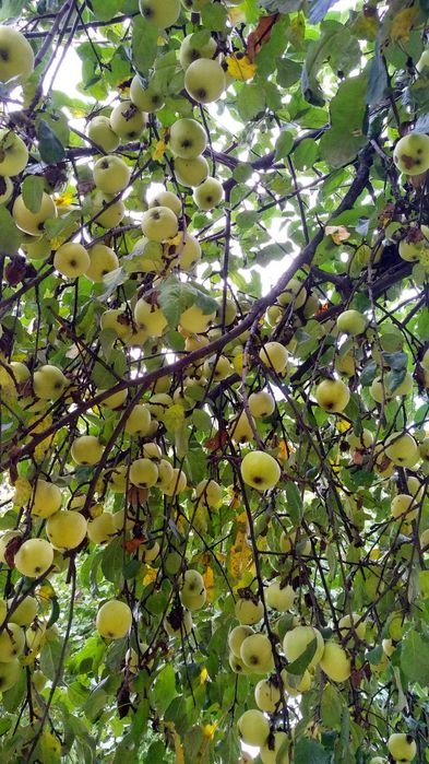 Яблоки Снежный Кальвиль свежесорванные: 10 грн. - Продукти харчування ...