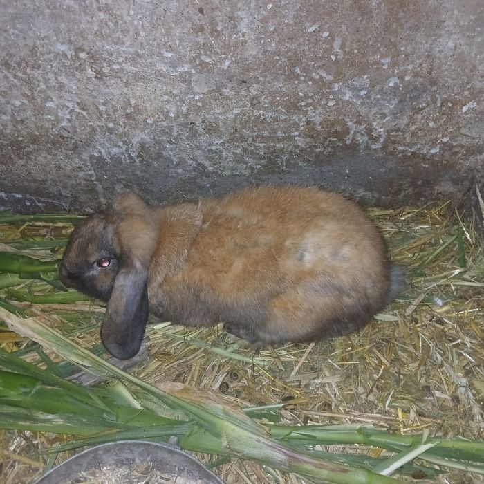 Sprzedam samce 2 sztuki  mix z bf  okazja!!