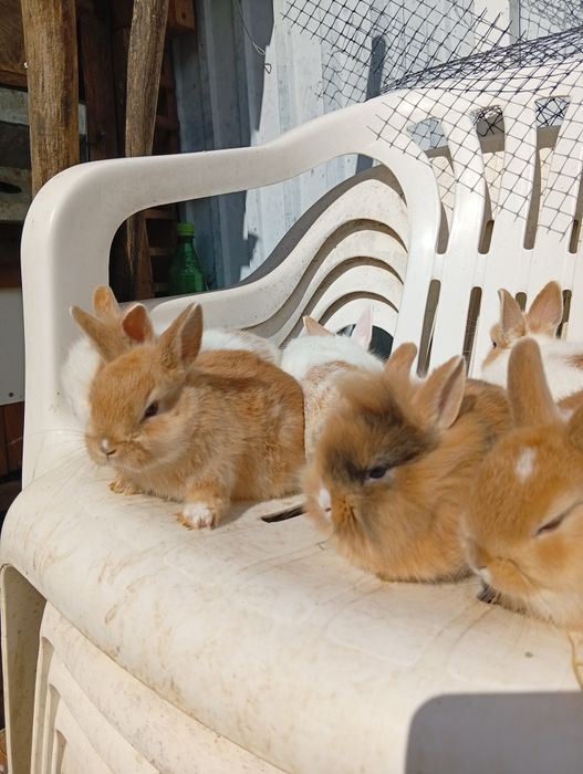 Coelhos anões já a comer sozinhos