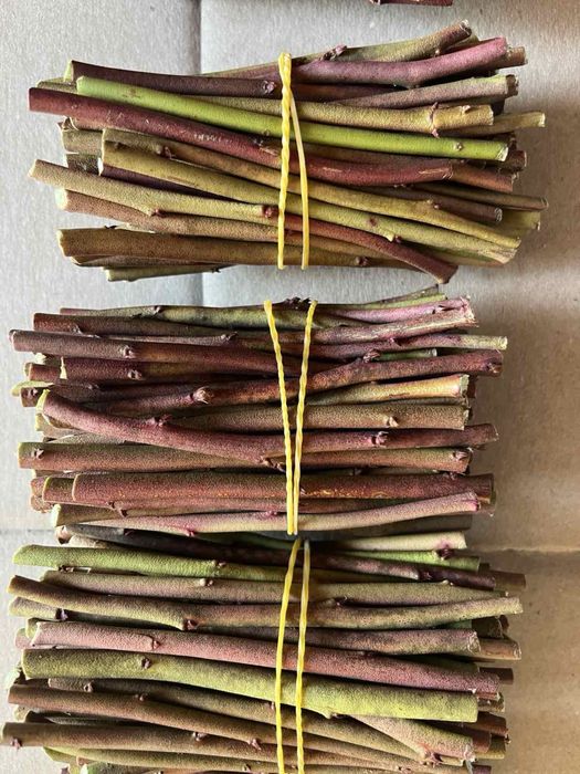 Черенки  живці лохини 10 сортів Саджанці лохини