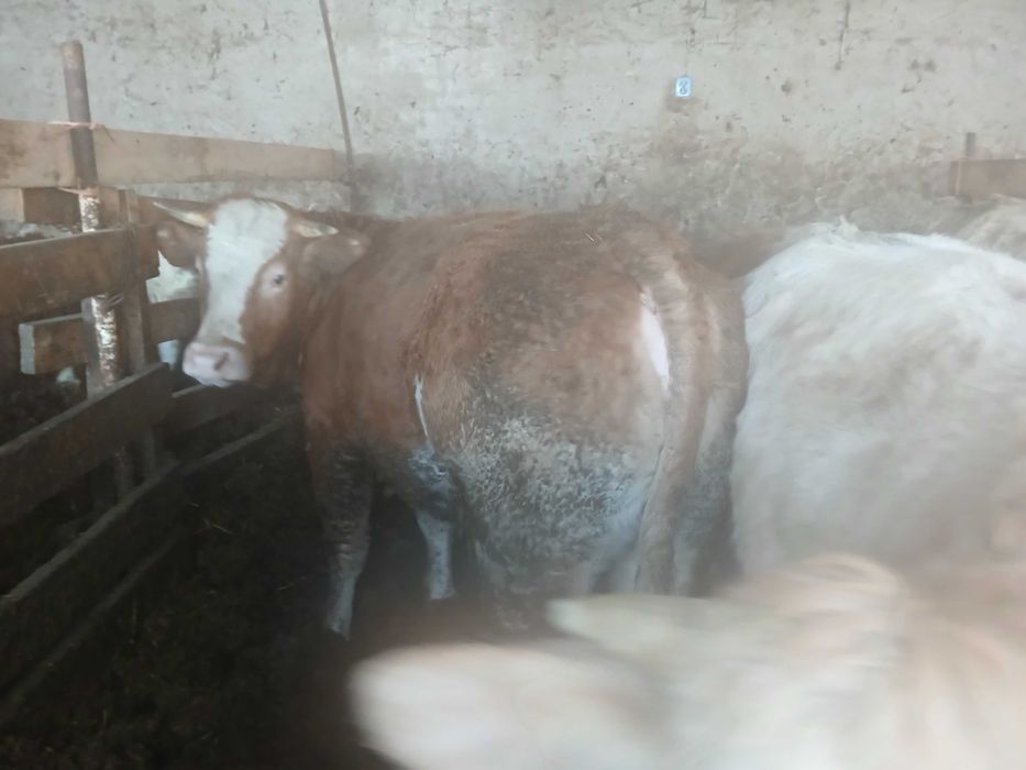 sprzedam  byk  jałówka