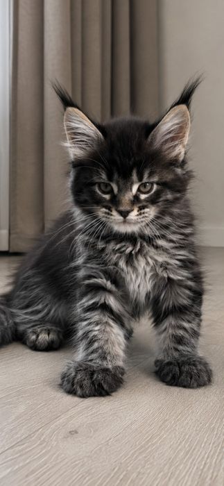Котята  Мейн-кун антистрес мальчик