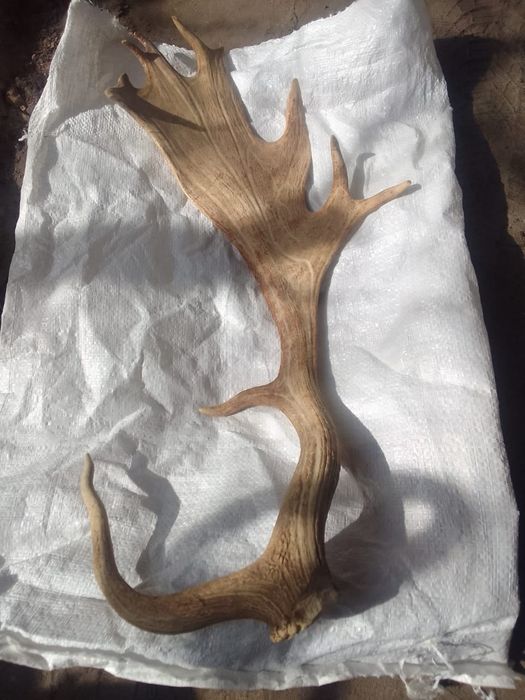 Рога лося для колекционеров