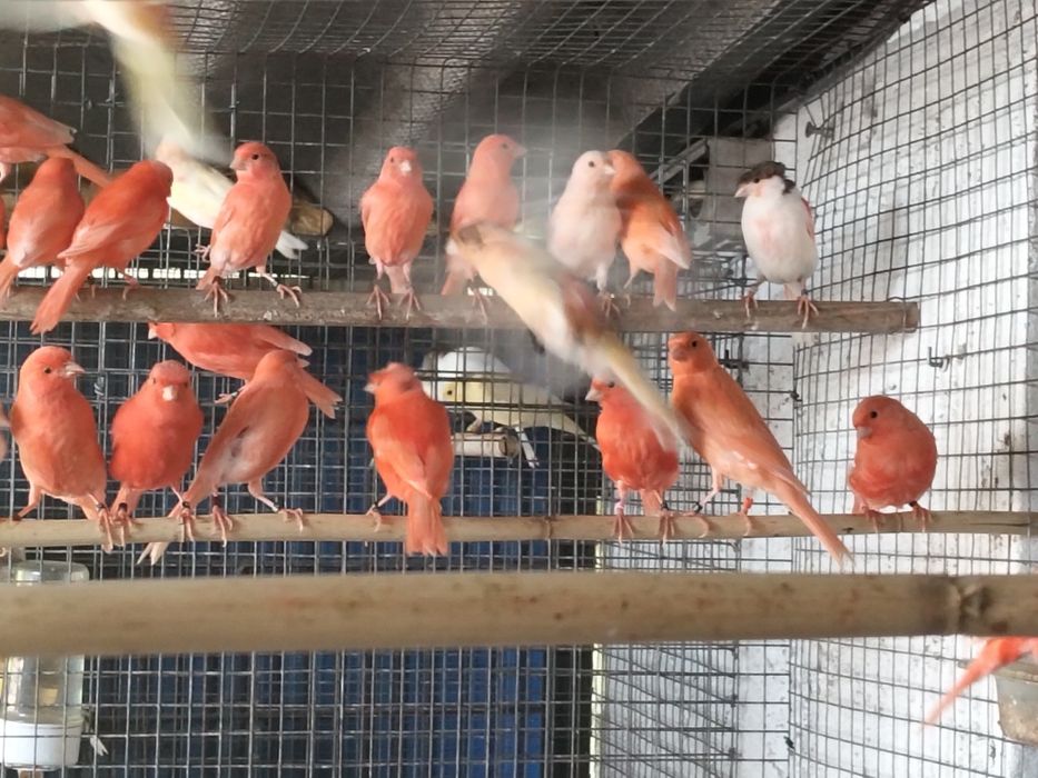 Várias Aves disponíveis
