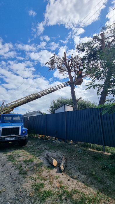 Спил деревьев с вывозом веток