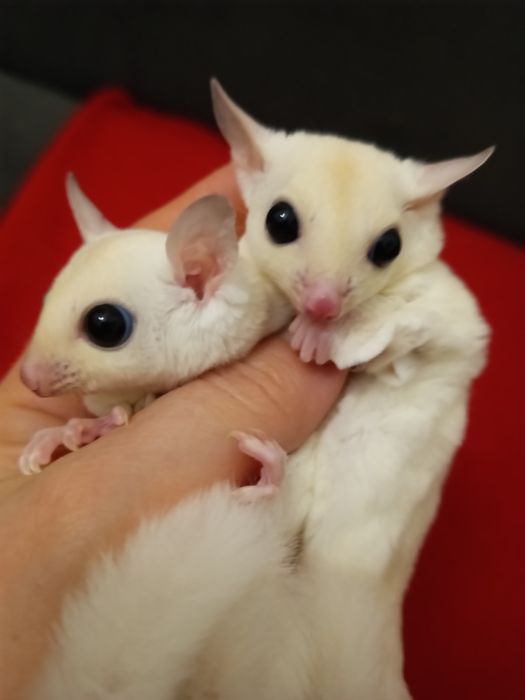 Lotopałanka karłowata ,leucistic (biała)