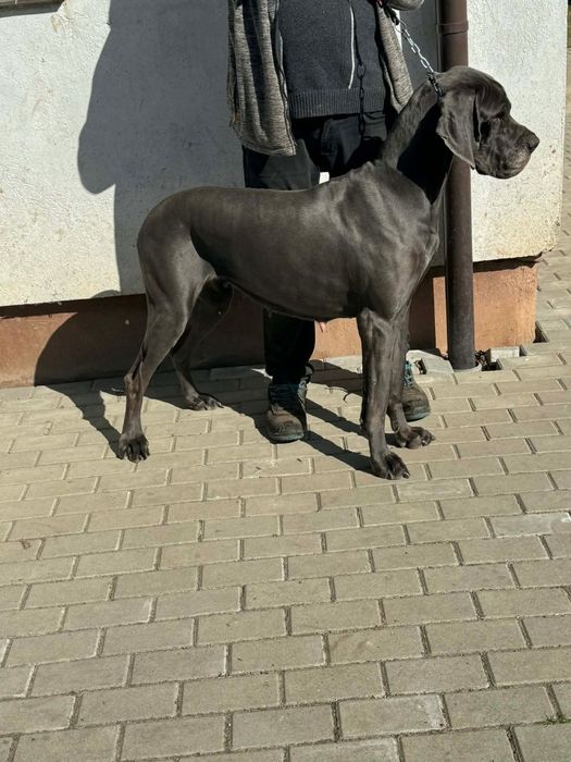 Dog Niemiecki na warunek hodowlany