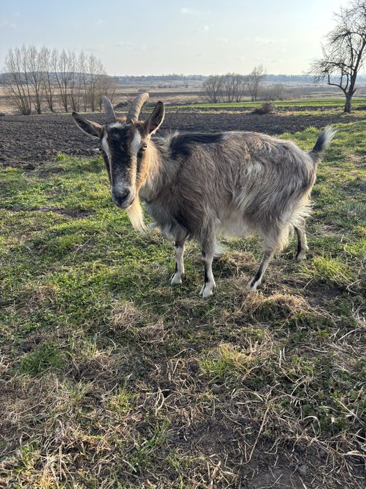 Продається коза дійна