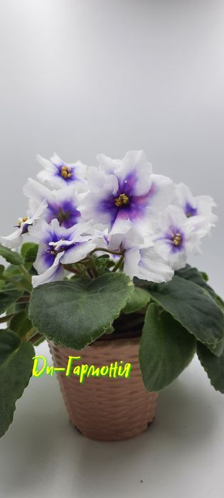 Фіалка фиалки узамбарська дітки та листя АКЦИЯ