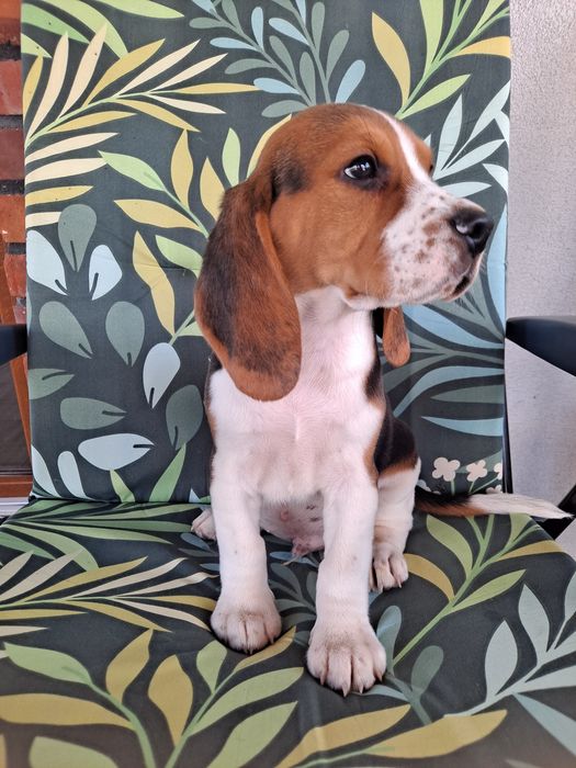 Beagle szczeniak piesek