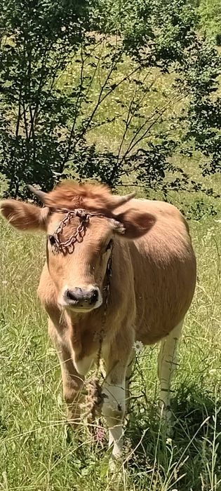 Продається худоба