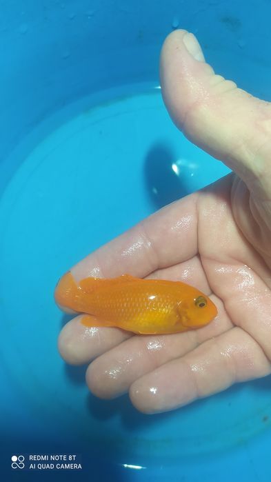 Великій вибір Цихлід Американських , Танганійских, Малавійских