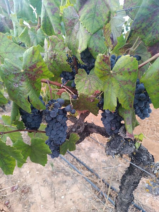 Uvas para Vinho de Excelente Qualidade – Tintas e Brancas kg (A partir de 22 de Agosto)