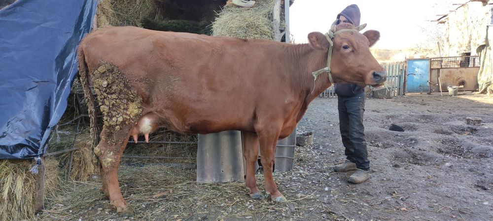 Продам корову на хозяйство