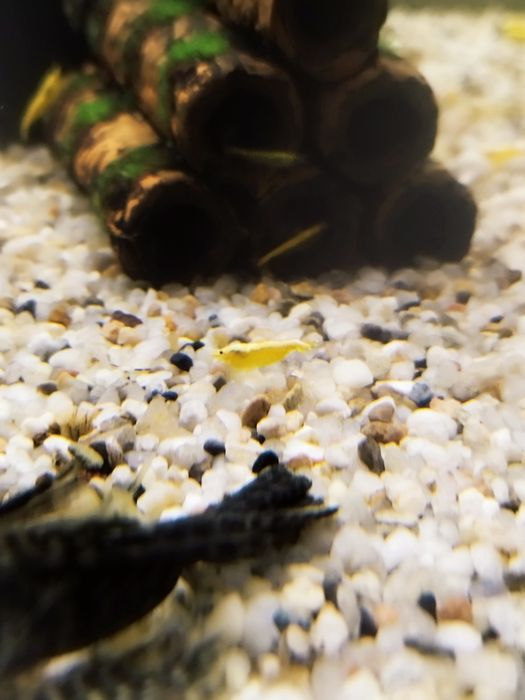 Krewetki krewetka yellow z pasem dorosłe