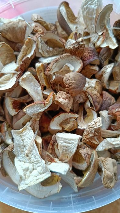 Grzyby suszone prawdziwki