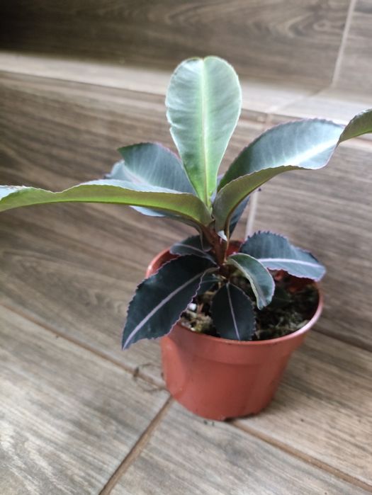 Labisia pumila l