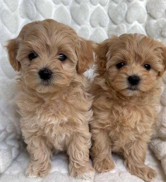 Плюшеві компаньйони преміум-класу