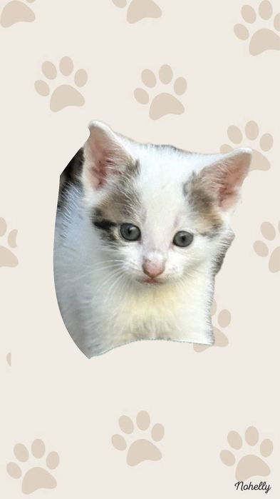 Kotki za darmo do adopcji