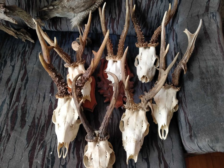 Kozły, Medalowe Rogacze, Kolekcja trofeów