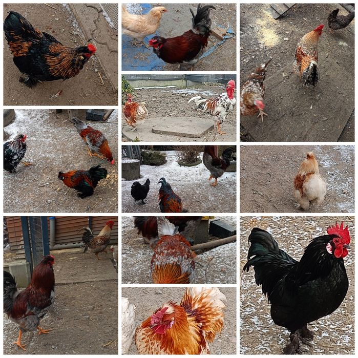 Młode koguciki szukają nowego domu