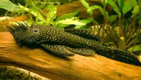 Ancistrus Macho Adulto