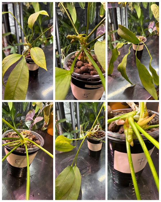Anthurium vittarifolium