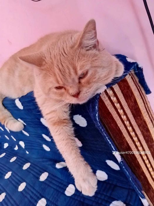 Котик шукає кішку для в'язки