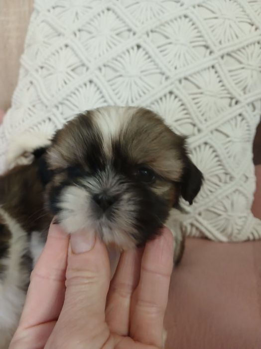 Shih tzu suczka cudo