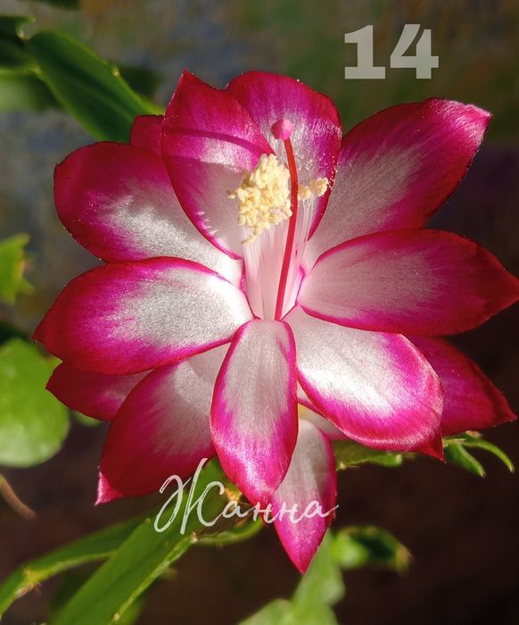 Білі шлюмбергери, вкорінені живці.