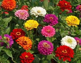 Космея,цинія насіння