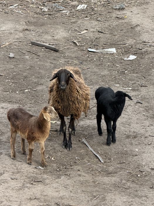 Мериноландшаф ягнята на мʼясо та розплід