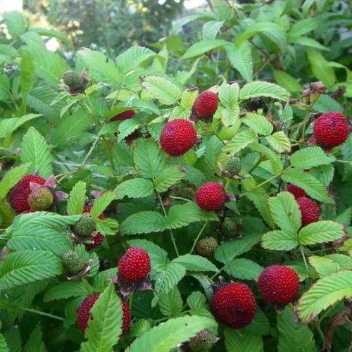 Продам саженці малини  ще є тибецька мяу