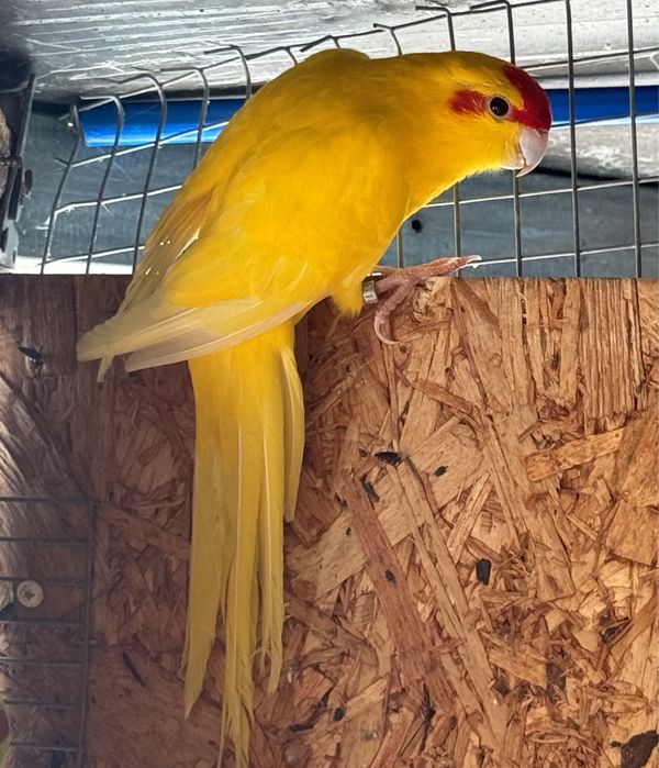 7 aves 3 red rumped 1 Kakariki 3 Agapornis rosicoler.