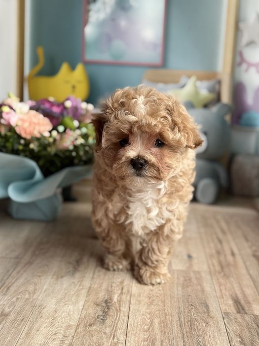 Красунчик мальтіпу F1