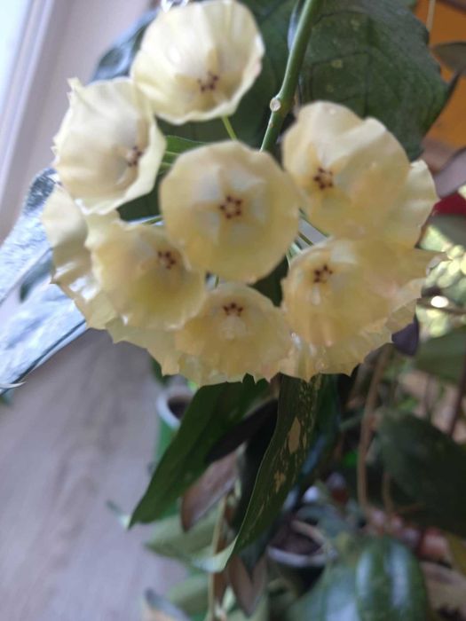Хойя Hoya Cystiantha splash