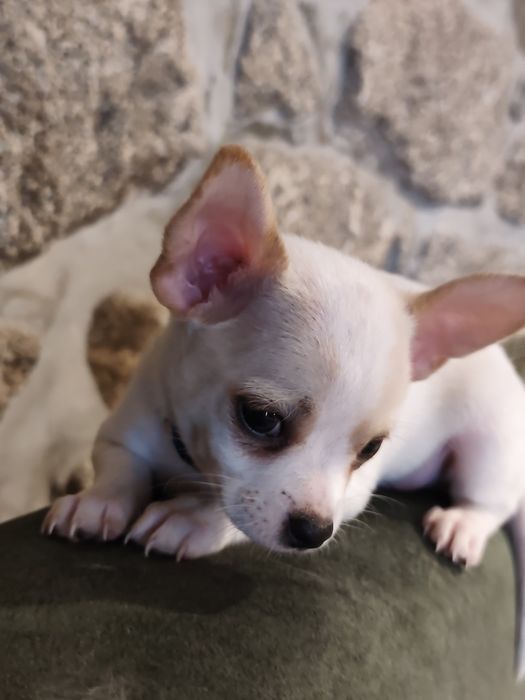 Chihuahua muito fofo